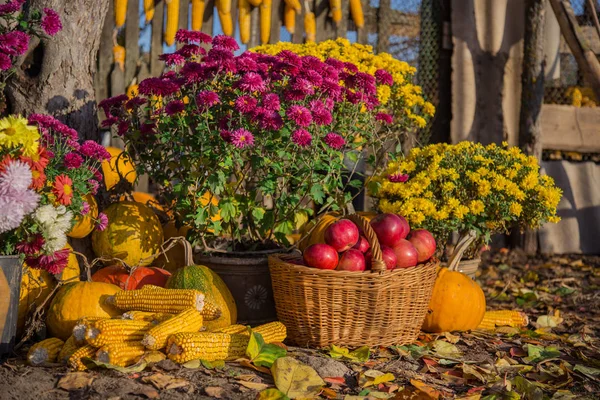 Herbstkomposition mit Chrysanthemenblüten, Kürbissen, Äpfeln im Weidenkorb, Keramiktöpfen, im Freien. — Stockfoto