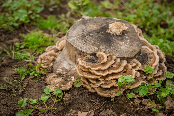 Seta Crece Tronco Árbol Viejo Grupo Grandes Hongos Hongos Parasita — Foto de Stock