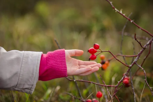 Hand Frame Collects Hips Autumn Colors Nature — Stock Photo, Image