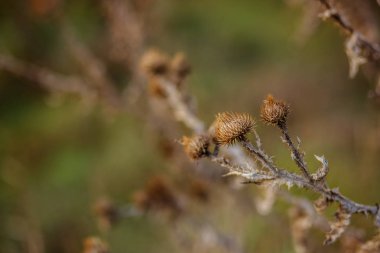 Kuru dikenli bitki, thistle, yakın çekim. Parlak sonbahar renkleri