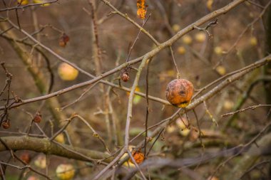 Genç vahşi apple Apple tarafından Evcil kapatmak yukarıya ve seçici odak. Parlak sonbahar renkleri.