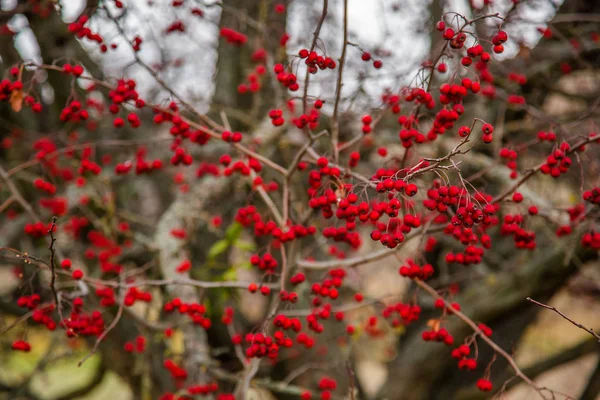 Hawthorn Crataegus Monogyna Vidéki Táj Őszi Piros Bogyók Ragyogó Őszi — Stock Fotó