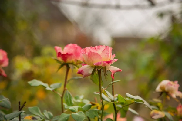 Hermosas Rosas Jardín Los Rayos Del Sol Poniente Cultivando Diferentes — Foto de Stock