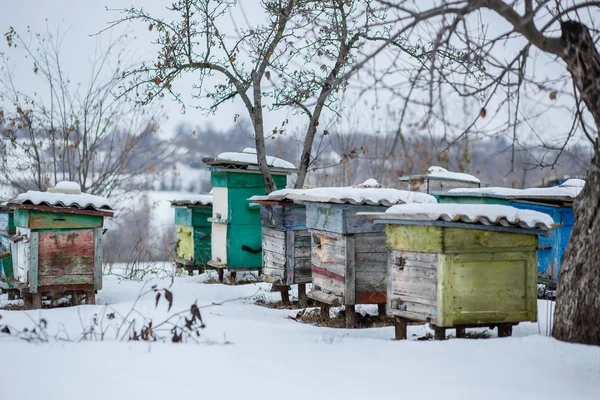 Group Beehives Winter Garden Snow Covering Unpacking Beehives Winter — Stock Photo, Image