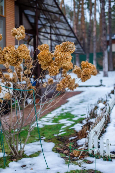 Kuru dal ortanca kış bahçesinde bir Bush. Snowdrifts Bahçe kar.
