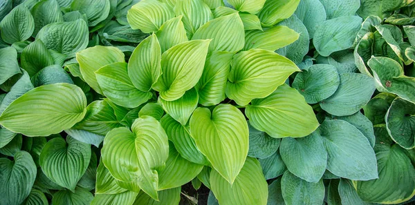 庭の花壇に美しい植物ホスト園芸 — ストック写真