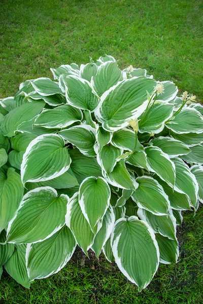 Bahçede flowerbed konukçuda güzel bitki bahçe.