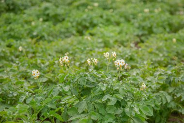 Patates büyür ve açık alanda bahçesinde çiçek açar. Sebze vejetaryen yemek için organik bahçelerde yetiştirilmektedir.