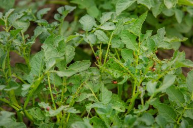 Colorado patates böceği patates üzerinde bırakır. Tarımda parazitler. Genç yaprakları patates Colorado böcekleri yemek