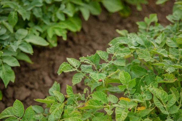 Colorado patates böceği patates üzerinde bırakır. Tarımda parazitler. Genç yaprakları patates Colorado böcekleri yemek