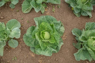 Açık alanda organik büyüyen sebzeler büyüyen yeşil lahana.