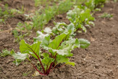 Bahçede genç pancar bitkileri, organik sebzeler..
