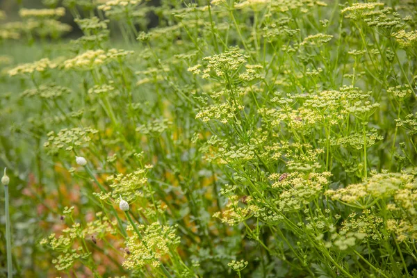 Bakgrund Ovanifrån Blommande Persilja Bush Med Stjälkar Blad Och Blomställningar — Stockfoto