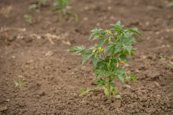 Hodowla Pomidorów Ogrodzie Organiczne Warzywa Uprawne — Zdjęcie stockowe