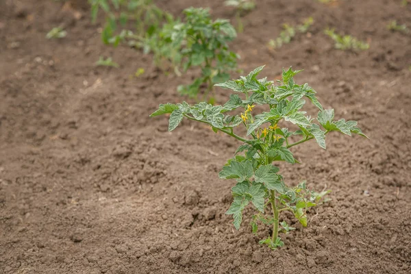 Hodowla Pomidorów Ogrodzie Organiczne Warzywa Uprawne — Zdjęcie stockowe