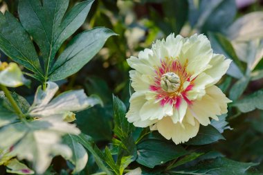Güzel ağaç peonies bahçede güneşli bir günde. Büyüyen çiçekler.