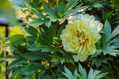 Güzel ağaç peonies bahçede güneşli bir günde. Büyüyen çiçekler.