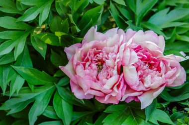 Güzel ağaç peonies bahçede güneşli bir günde. Büyüyen çiçekler.