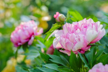 Güzel ağaç peonies bahçede güneşli bir günde. Büyüyen çiçekler.