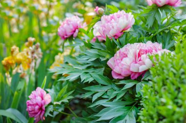 Güzel ağaç peonies bahçede güneşli bir günde. Büyüyen çiçekler.