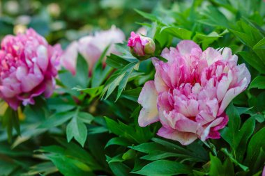 Güzel ağaç peonies bahçede güneşli bir günde. Büyüyen çiçekler.
