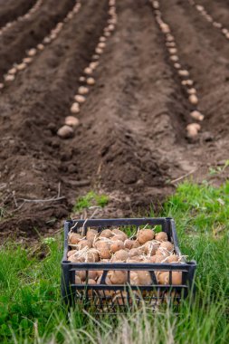 Patates dikimi için kutuları. Patates köyde arazi üzerinde erken ilkbaharda alanında el ile pulluk ile dikim.