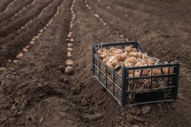 Patates dikimi için kutuları. Patates köyde arazi üzerinde erken ilkbaharda alanında el ile pulluk ile dikim.