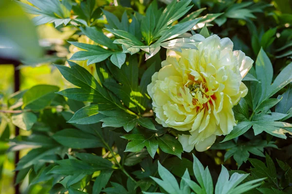 Güzel ağaç peonies bahçede güneşli bir günde. Büyüyen çiçekler.