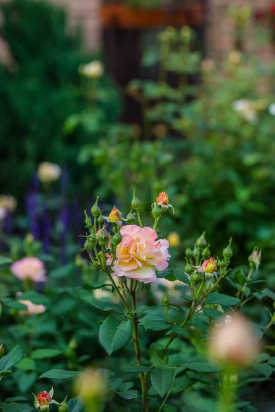 Hermosas Rosas Jardín Cultivando Diferentes Variedades Flores Jardinería Como Hobby — Foto de Stock