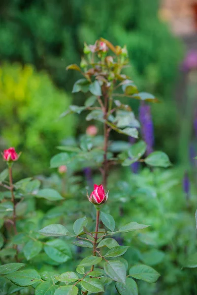 Hermosas Rosas Jardín Cultivando Diferentes Variedades Flores Jardinería Como Hobby — Foto de Stock