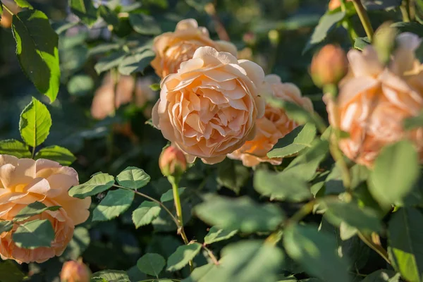 Prachtige Rozen Tuin Het Kweken Van Verschillende Soorten Bloemen Tuinieren — Stockfoto