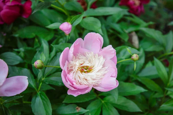 Arbustos Hermosas Peonías Jardín Cultivando Flores Día Soleado Jardín — Foto de Stock