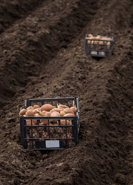 Картошка Коробках Посадки Посадка Картофеля Земле Деревне Ранней Весной Ручным — стоковое фото