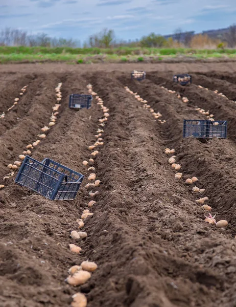 Картошка Коробках Посадки Посадка Картофеля Земле Деревне Ранней Весной Ручным — стоковое фото