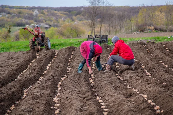 Potatoes in boxes for planting. Planting potatoes on their land in the village in early spring with a manual plow on the field.