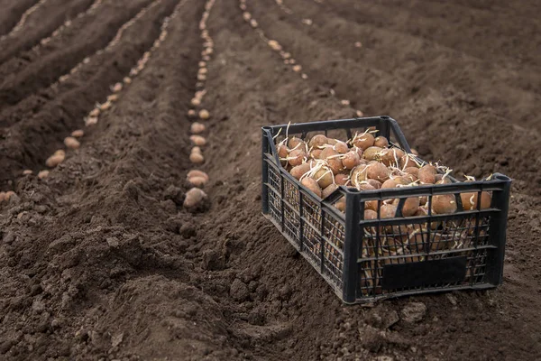 Patates dikimi için kutuları. Patates köyde arazi üzerinde erken ilkbaharda alanında el ile pulluk ile dikim.