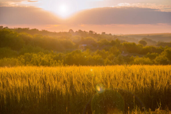 Цветной закат над пшеничным полем с бликом линзы. Летний закат
.