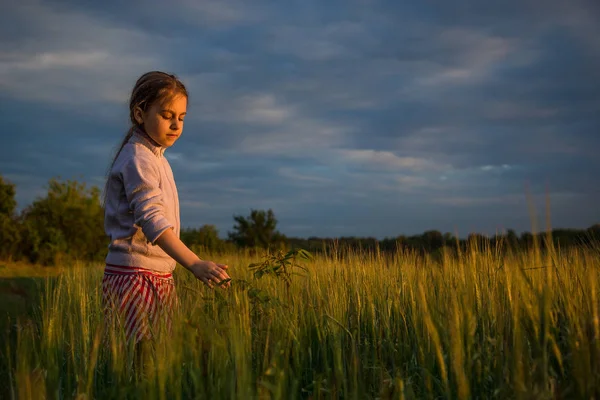 Klein Meisje Stralen Van Zonsondergang Het Veld Kleurrijke Zonsondergang Tarweveld — Stockfoto