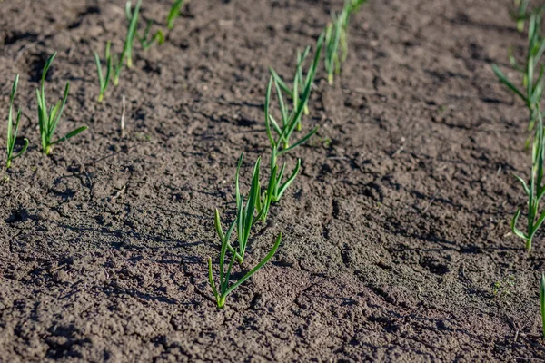 Wczesnych Roślin Czosnku Ziemi Wiosna Zbliżenie Uprawy Warzyw Organicznych Farmie — Zdjęcie stockowe