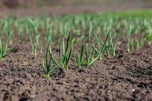 Early plants of garlic on the ground in spring close-up. Growing organic vegetables on the farm.