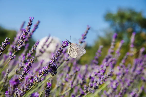 Arbusto Lavanda Plena Floração Contra Céu Azul Borboleta Colorida Nas — Fotografia de Stock