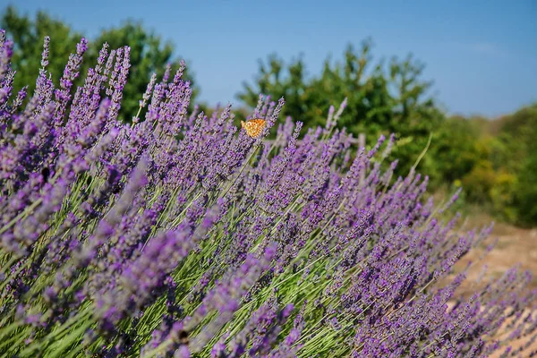 Lavendelstrauch Voller Blüte Gegen Den Blauen Himmel Bunter Schmetterling Auf — Stockfoto