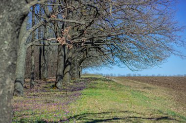 Bahar Orman. İlk bahar çiçekleri ormanın içinde. Ormandaki açık güneşli gün.
