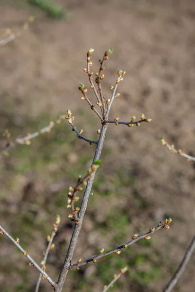 Botões Abertos Nos Galhos Uma Árvore Jardim Primavera Veio Primeiras — Fotografia de Stock