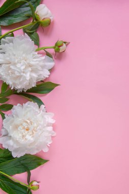 Şakayık çiçekleri, dalları, yaprakları ve pembe bir arka plan üzerinde metin için yer ile yaprakları. Şakayık çiçeği doku. Düz yatıyordu, en iyi görünüm. Şakayık çiçeği doku.