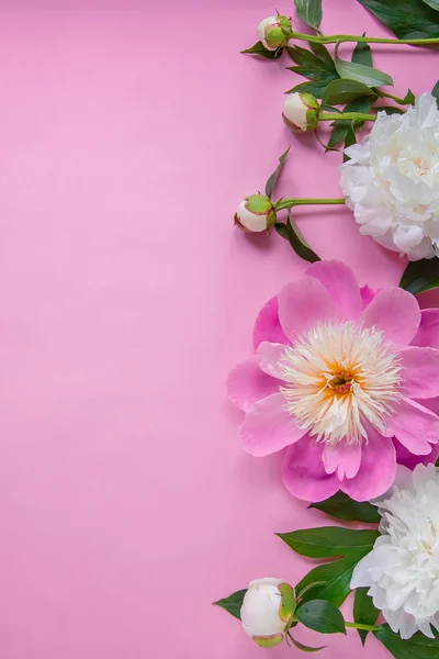 Peony flowers, branches, leaves and petals with space for text on a pink background. Peony flower texture. Flat lay, top view. Peony flower texture.