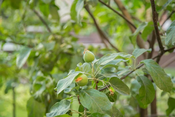 Młode Zielone Jabłka Owoce Wiszą Gałęzi Drzewa Uprawy Organiczne Owoce — Zdjęcie stockowe