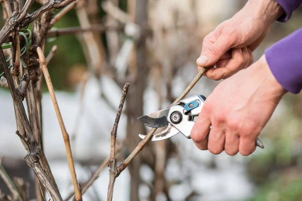 A gardener man cuts branches of bushes and trees in his garden. Spring garden work on the care of trees and plants.