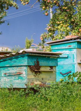 Arı sürüsü eski ahşap arı kovanı bir çiftlik Bahçe üzerinde bir grup. Arı kovanı, Rüzgar ve güneş altında iyi bir kalmak korunaklı sürüsü,.