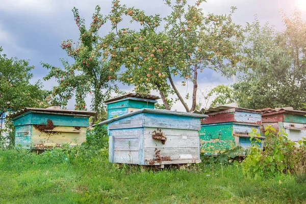 Група Рій Бджіл Старих Дерев Яних Вулик Саду Ферми Пасіка — стокове фото